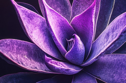 Vibrant purple succulent in focus, a Photo by Beautiful things