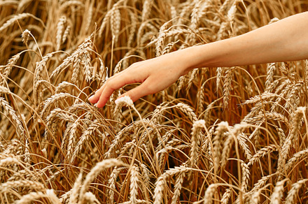 Wheat field. The concept of the global food crisis. A woman's hand runs through
