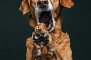 236 surprised animals, an Animal Photo by Handmadefont (Thumbnail 40 of 241)