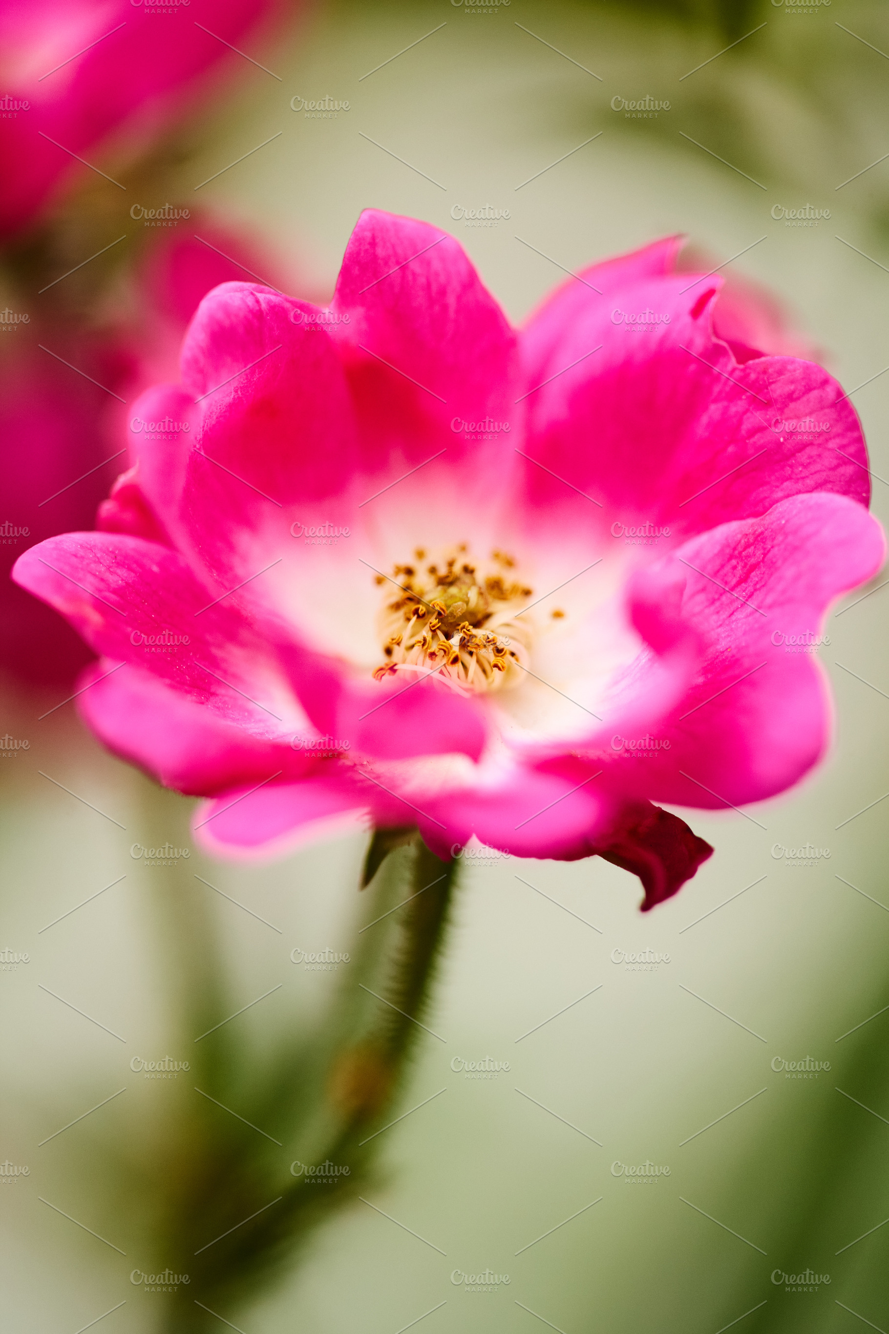 Pink rose flower blooming with white center vertical macro photo. Close-up phot, a Nature Photo by Rohan Photography