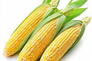 Fresh Corn Cobs vegetables with gree, a Food & Drink Photo by Pixeness Studio