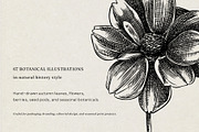 Autumn Leaves and Flowers Vector Set, an Object Graphic by Yevheniia (Thumbnail 2 of 11)