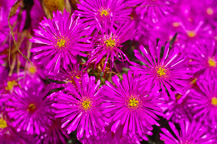 Aster, a Photo by Peopleimages.com