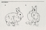 Pencil sketches of rabbit PNG, an Animal Illustration by LOKSKIH (Thumbnail 5 of 5)