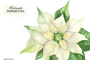 Watercolor white Poinsettia clipart, an Illustration by OlDm_Shop (Thumbnail 6 of 11)