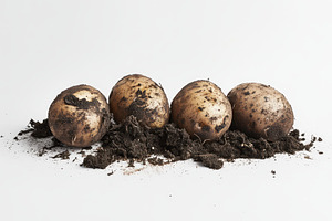 Freshly harvested potatoes resting, a Photo by Pavel_design