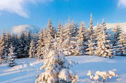 Winter fir in first morning  sunbeams, a Nature Photo by YuriyB