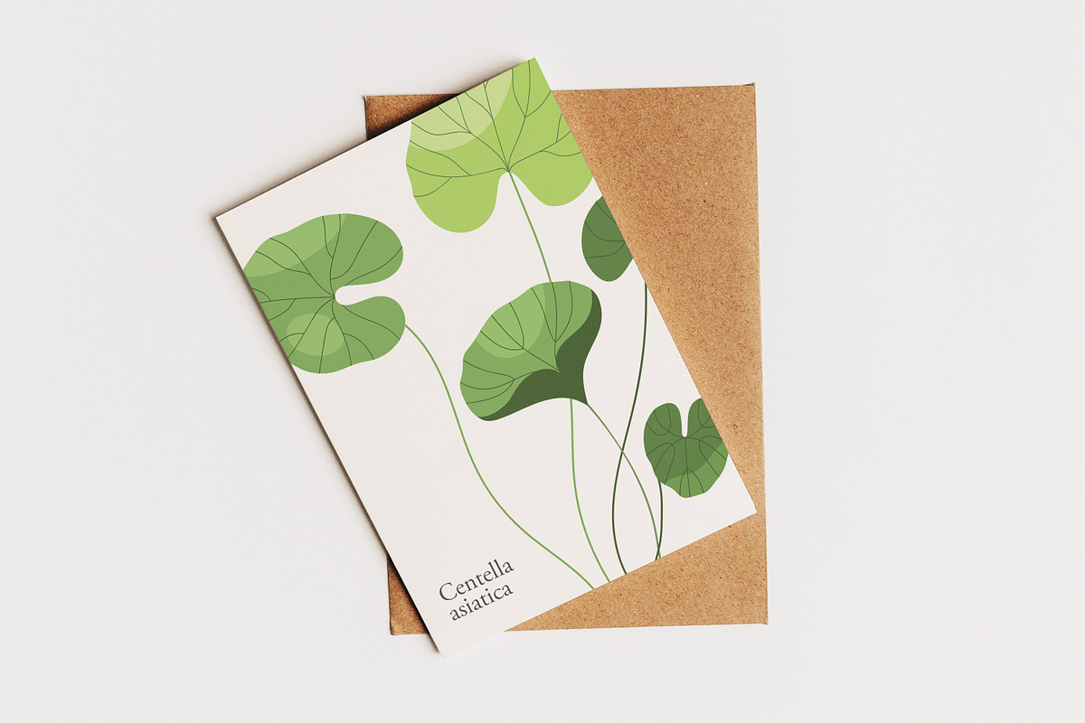 Gotu Kola or Centella asiatica plant, a Food Illustration by Good Studio (Photo 3 of 4)