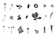 HERBARIA. Pressed Wildflower Scans, an Object Graphic by Schumacher Shop (Thumbnail 18 of 21)