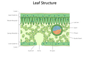 Labeled Diagram of Internal Leaf, an Illustration by AlexArt