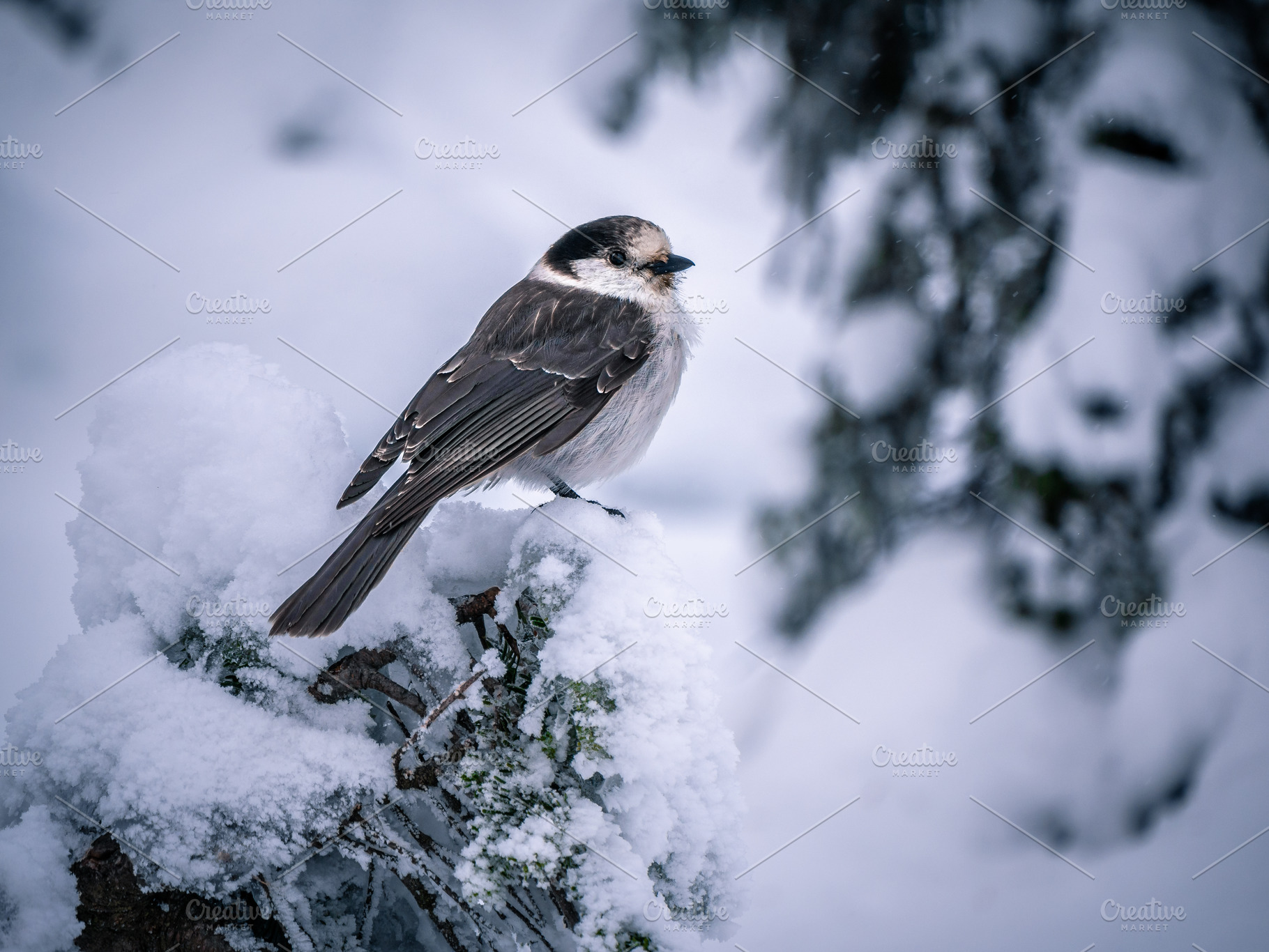 Canada Jay in the snow, an Animal Photo by The Warehouse