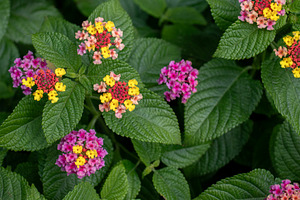 Lantana camara in bloom, a Nature Photo by Schreibikus