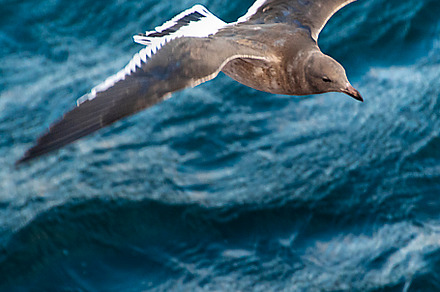 Sea bird flying over ocean, an Animal Photo by DanFLCreativo