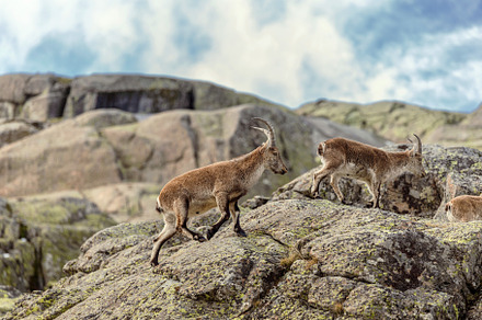 mountain goats walking in the rocks, an Animal Photo by Perpis