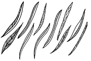 Decorative Sunflower Line Art Bundle, a Decorative Illustration by kristiangallagher (Thumbnail 8 of 9)