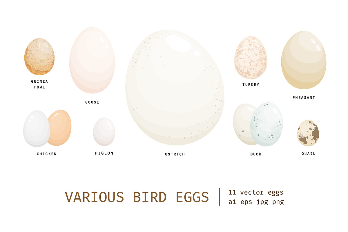 Different birds egg set, a Food Illustration by Good Studio (Photo 1 of 5)