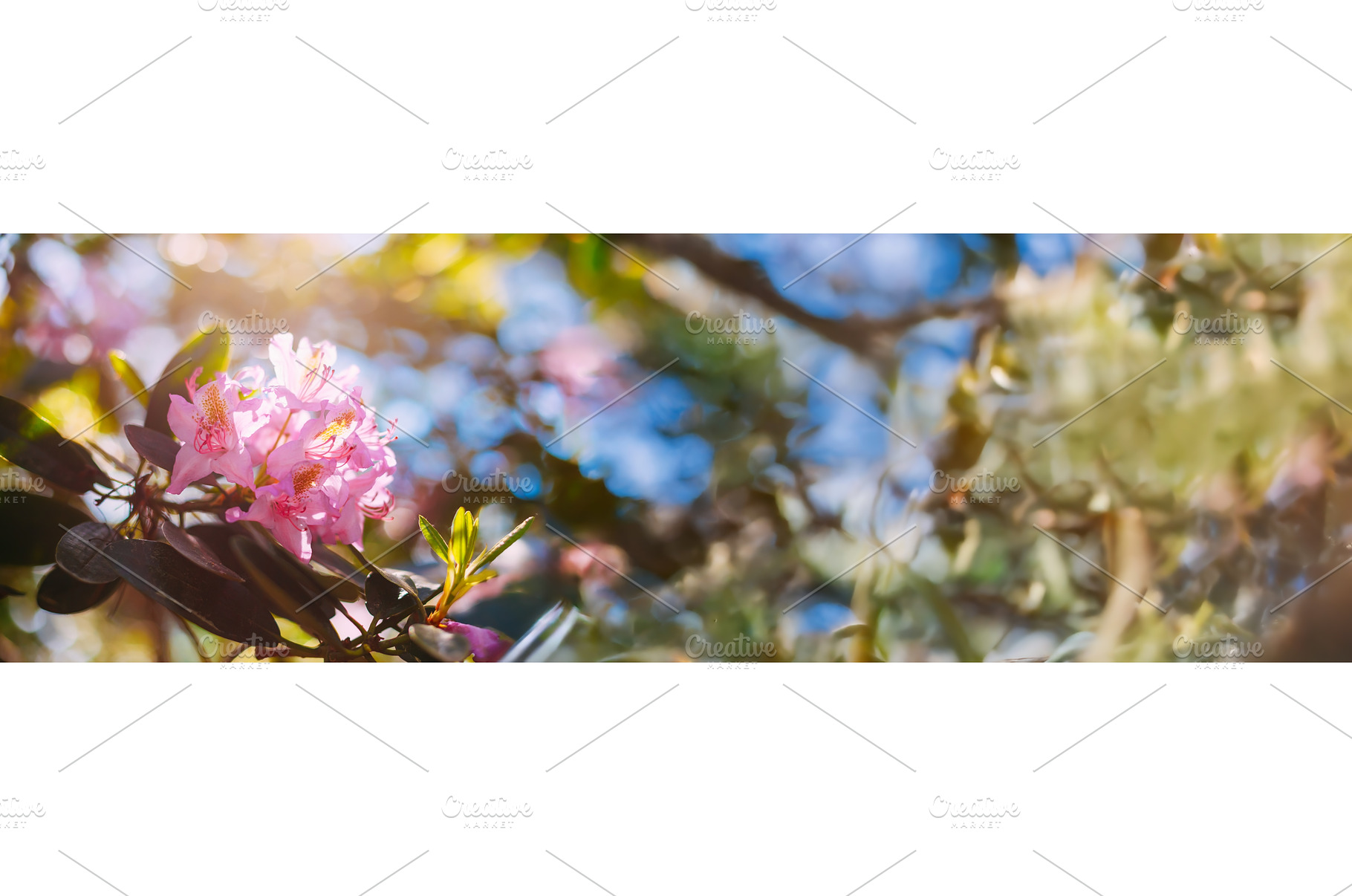 Blooming Pink Flowers of, a Nature Photo by Our Amazing World
