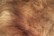 Fox Wood Textured Digital Patterns, a Texture Graphic by Blixa 6 Studios (Thumbnail 4 of 5)