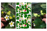 Strawberry berries vector color, a Graphic by irina.vaneeva (Thumbnail 6 of 8)