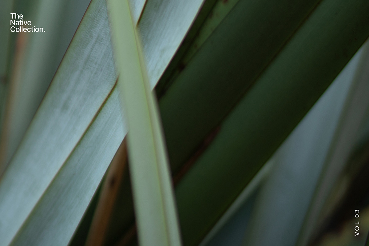 Natural textures - Green edition v03, a Texture Graphic by Haehae photography (Photo 6 of 8)