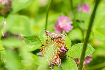 A green grasshopper on a large leaf, an Animal Photo by AlexBush