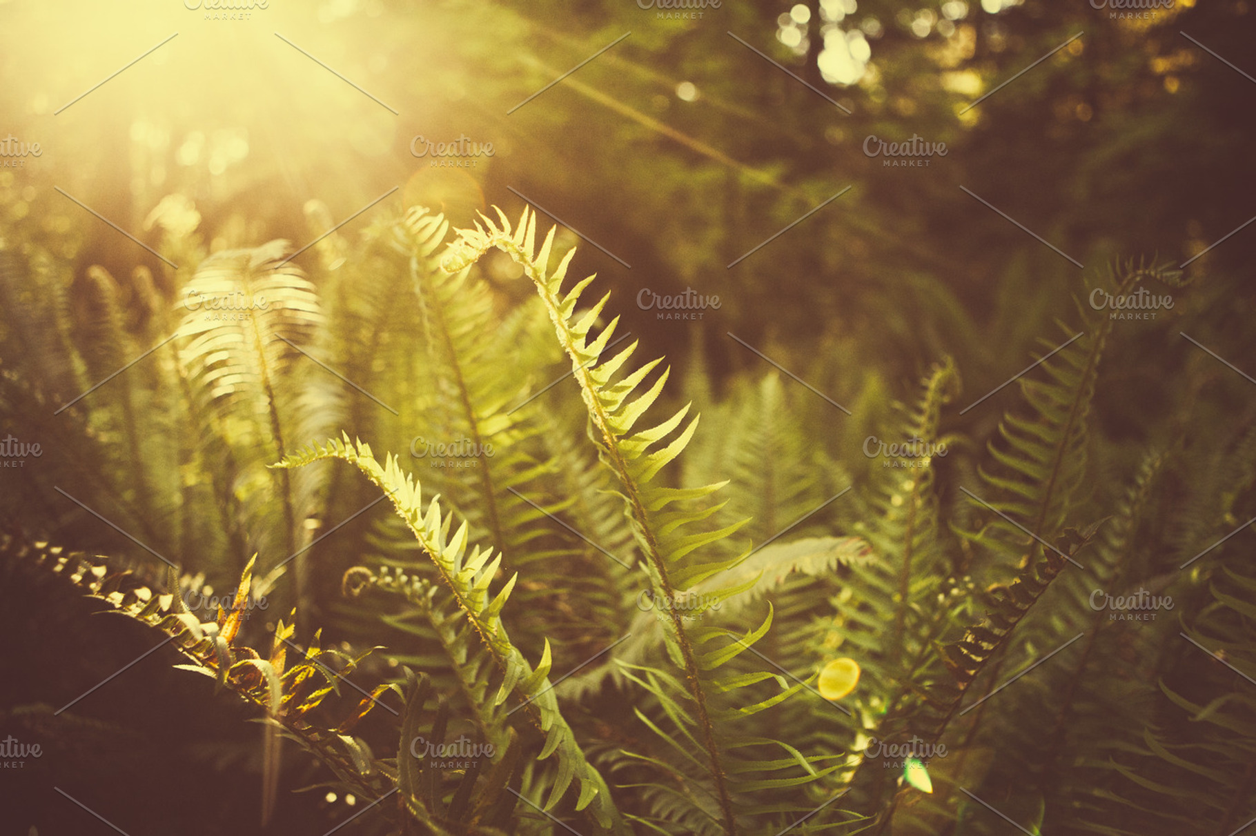Ferns in hoh rainforest featuring hoh rainforest, rain forest, and ferns, a Nature Photo by Moth Owl Photography
