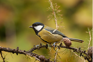 Great tit Parus major with orange