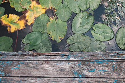 wooden old pier and green-yellow leaves of water lilies on river, a Nature Photo by TanaCh