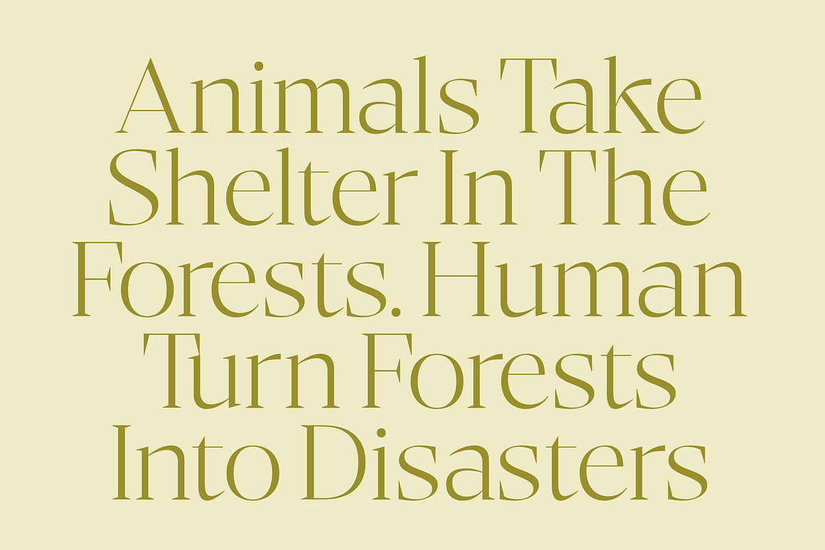 Bigest Karath Thin Serif Display, a Serif Font by timelesstype.co (Photo 6 of 20)
