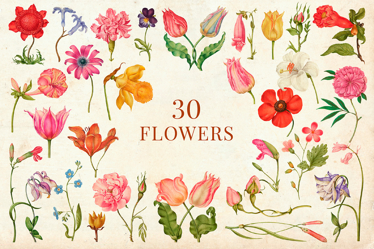 80 Vintage Nature Illustrations, an Object Graphic by The Object Atlas (Photo 5 of 11)
