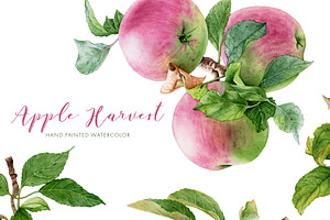 30%OFF! Apple Harvest