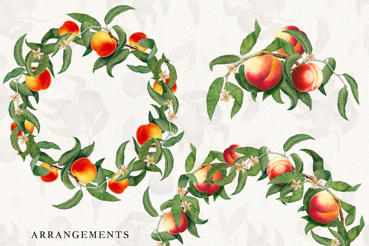 Vintage Peach Graphic Collection #03, an Object Graphic by Olga Begak Art & Design (Photo 4 of 8)