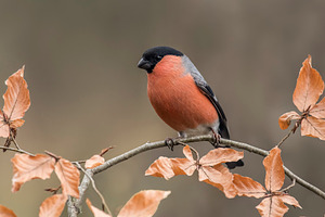 Eurasian bullfinch perched on a bran featuring orange, europe, and closeup