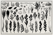 Aquatic Natural History Collection, an Object Graphic by Blixa 6 Studios (Thumbnail 12 of 24)