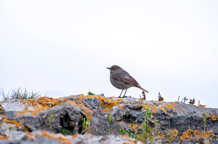 Male black redstart perched in a rock searching for insects., an Animal Photo by CreativePhotoSpain