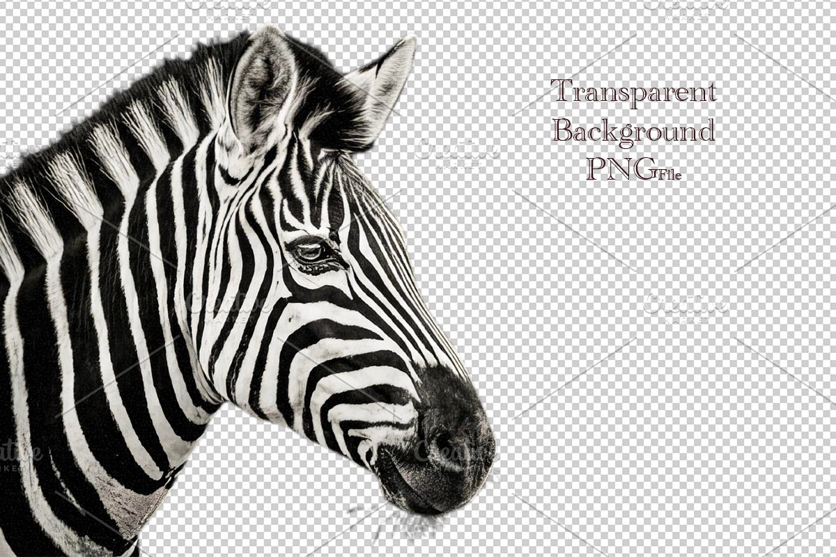 Portrait of a Zebra, an Animal Photo by VetalStock (Photo 1 of 2)