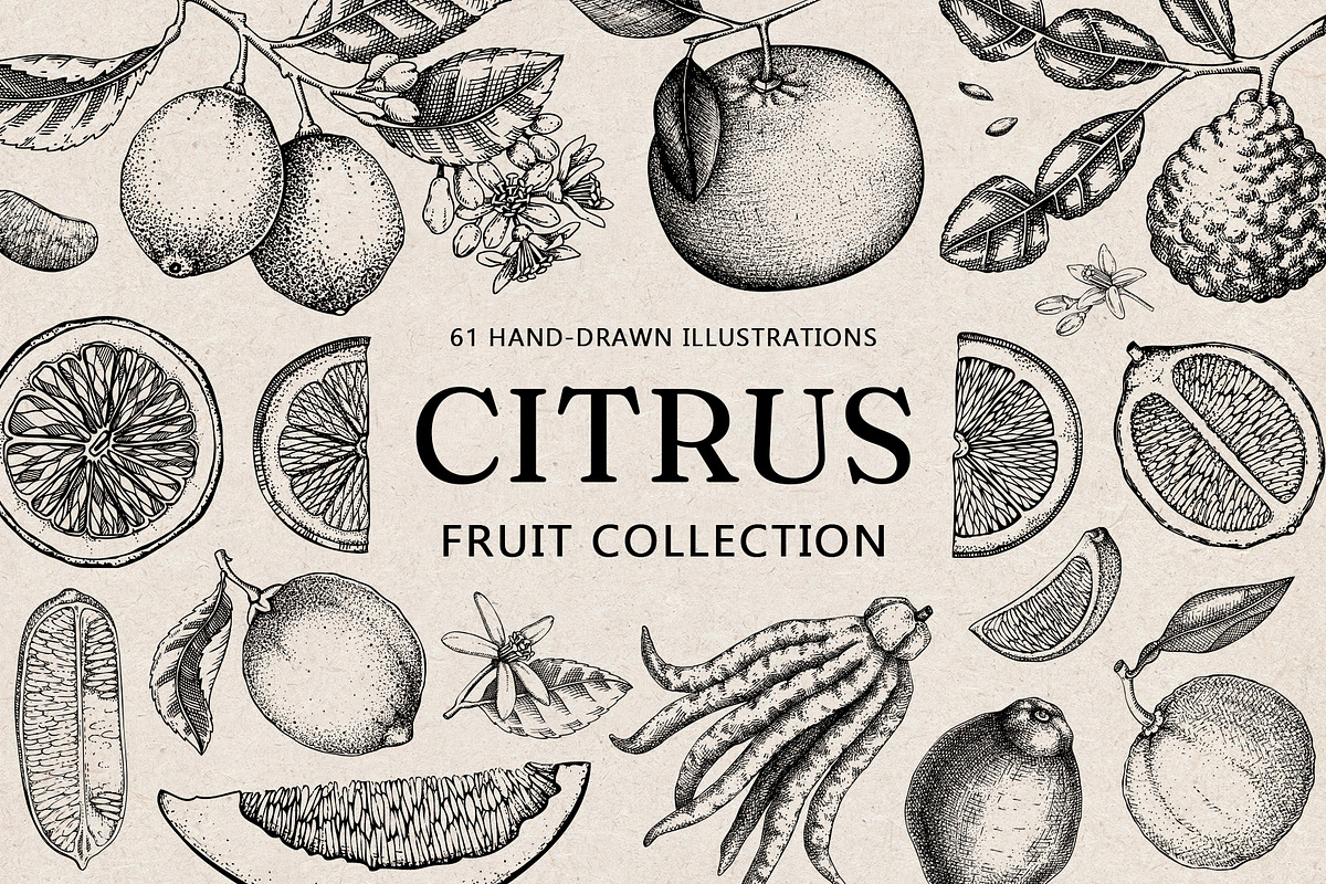 Citrus Fruit Vector Illustration Set, a Food Illustration by Yevheniia (Photo 1 of 11)