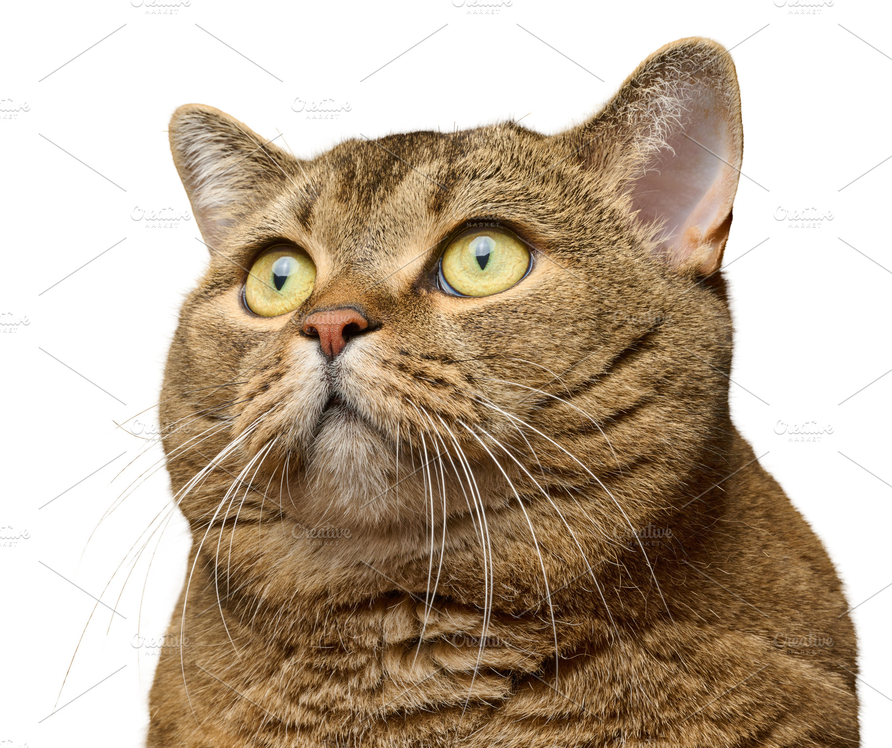 Portrait of a gray cat with yellow eyes on an isolated backgroun, an Animal Photo by ndanko