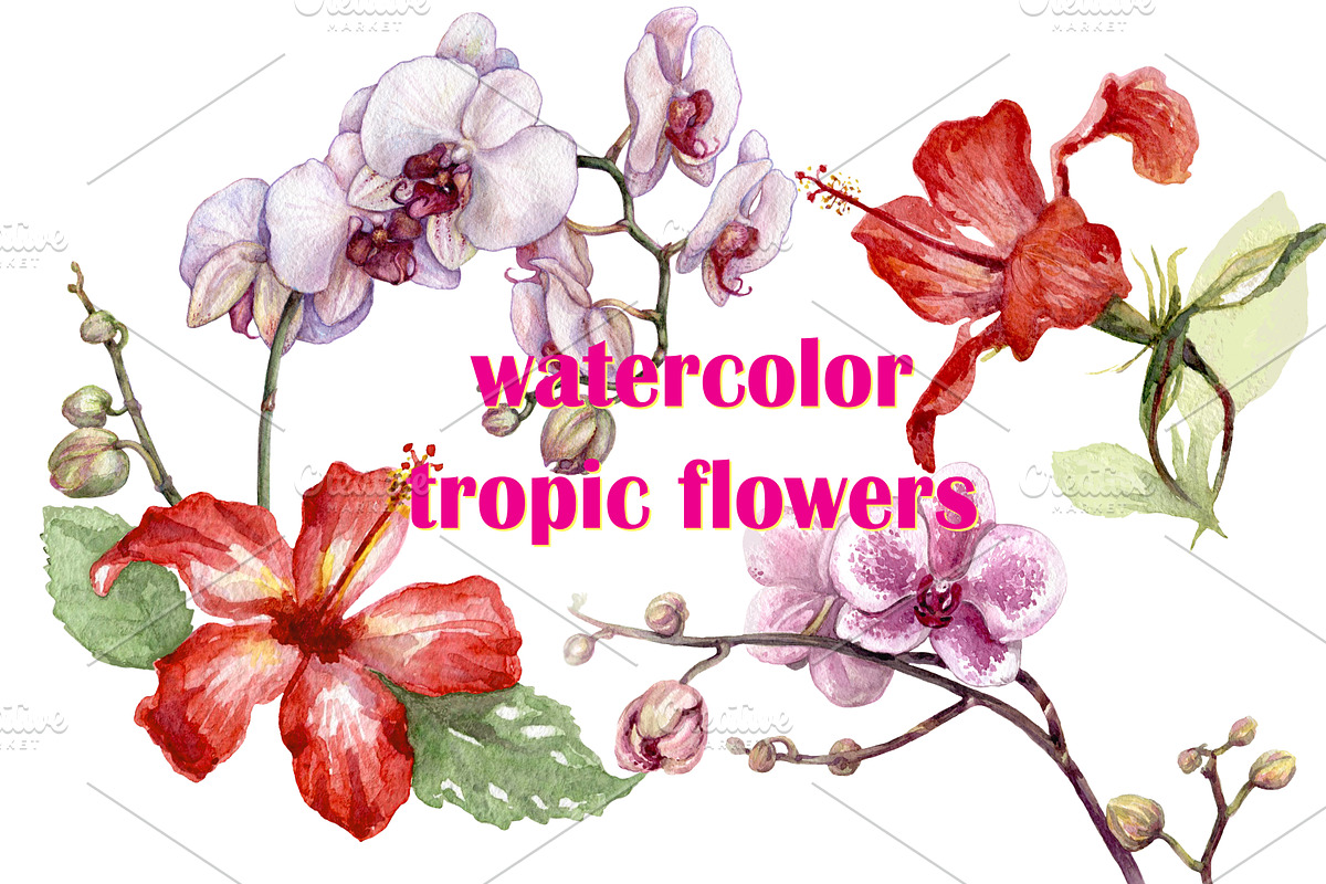 Watercolor Tropical Plants, a Decorative Illustration by Valentyna Smordova (Photo 4 of 6)