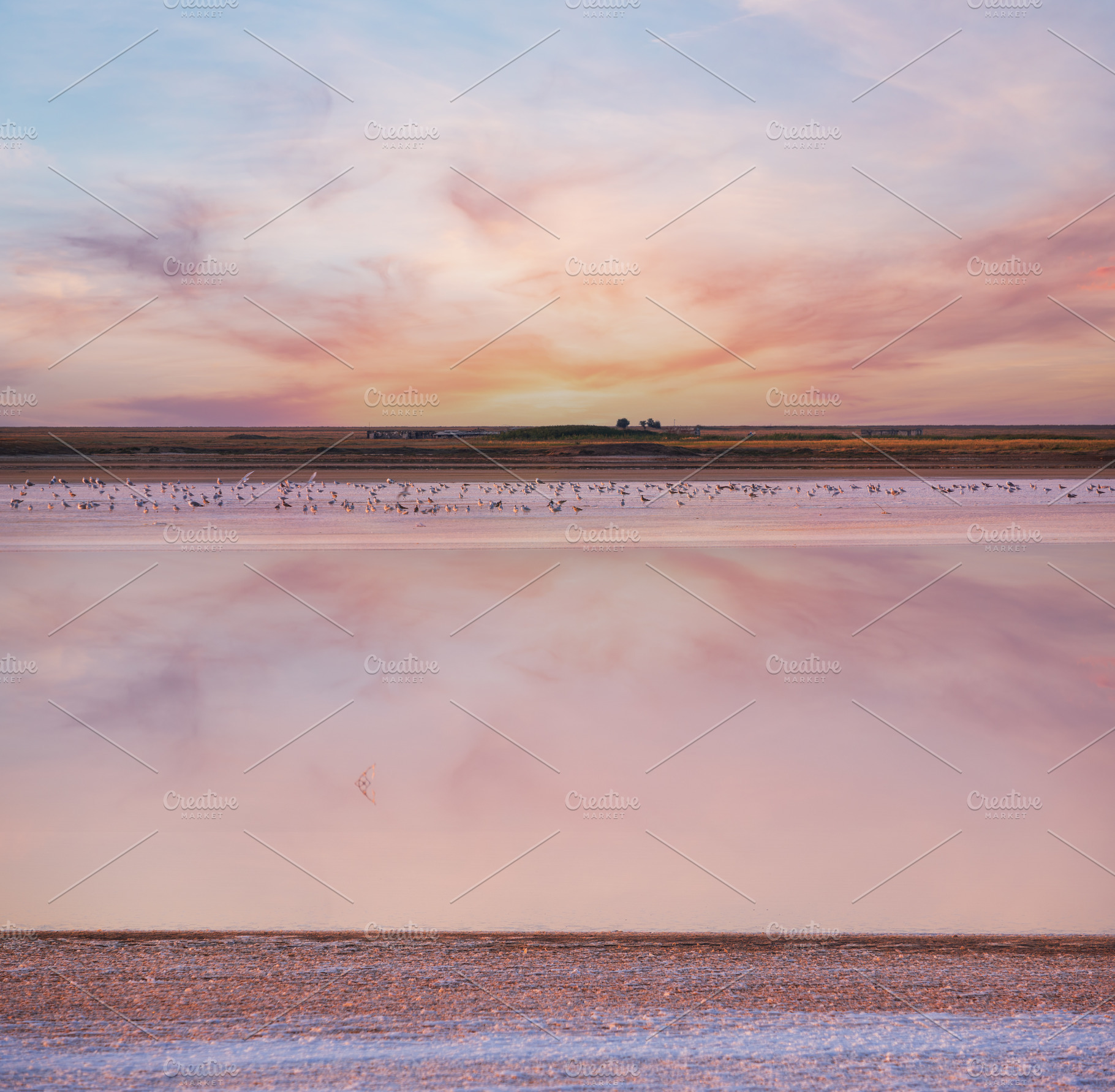 Seagulls on sunset Genichesk pink  salty lake, Ukraine, a Nature Photo by YuriyB