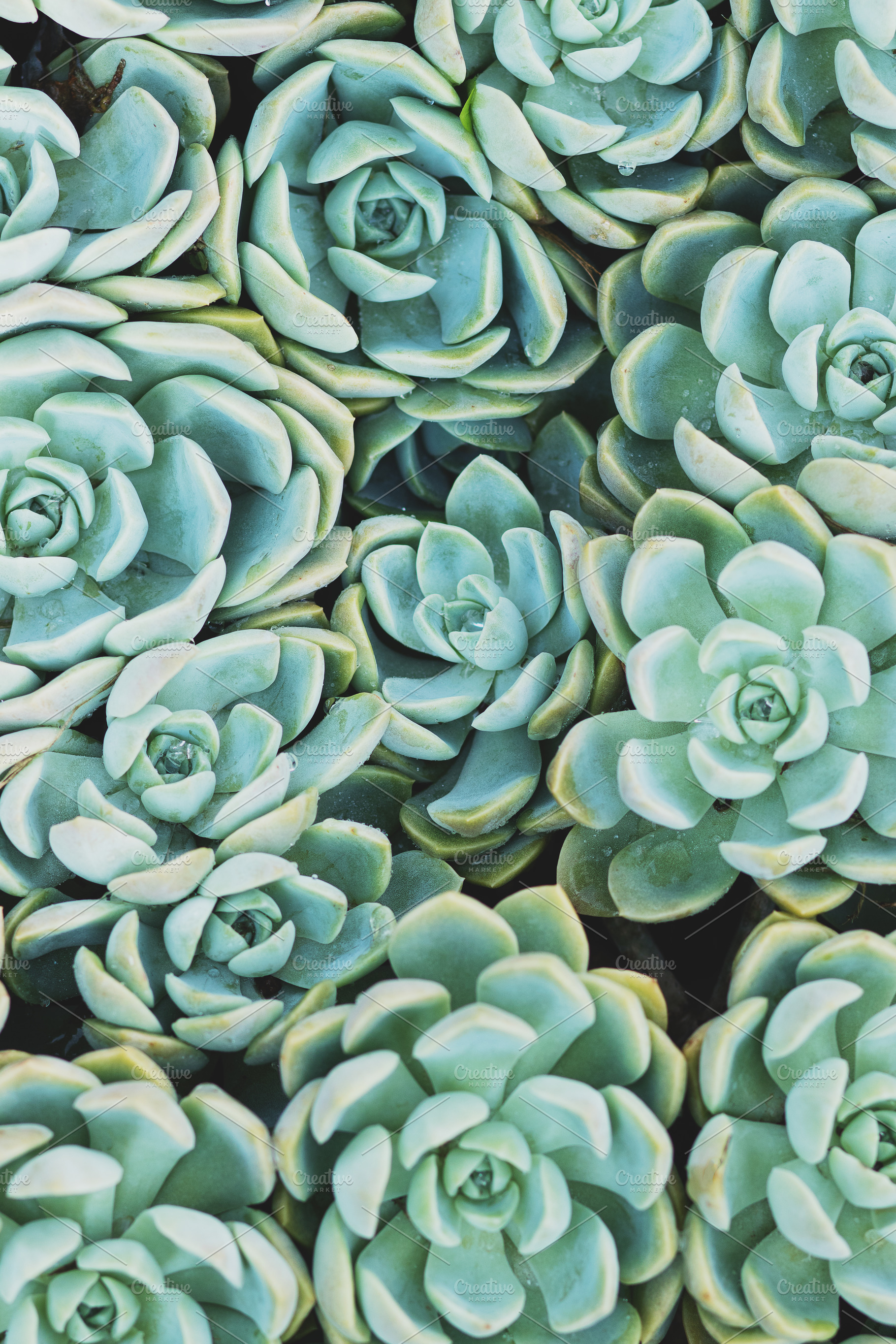 Pastel Turquoise Botanical Portrait, a Nature Photo by René Jordaan Photography