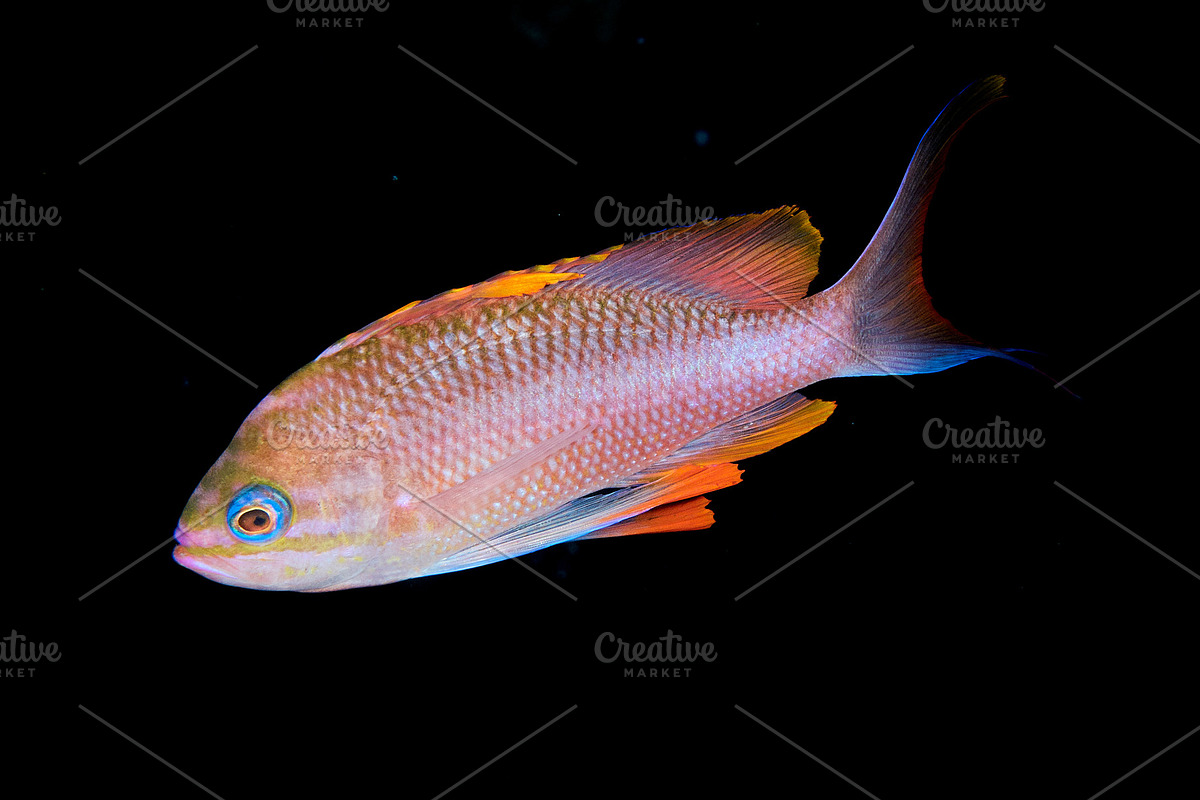 Underwater picture of anthias fishes, an Animal Photo by A. Martín UW Photography (Photo 1 of 3)