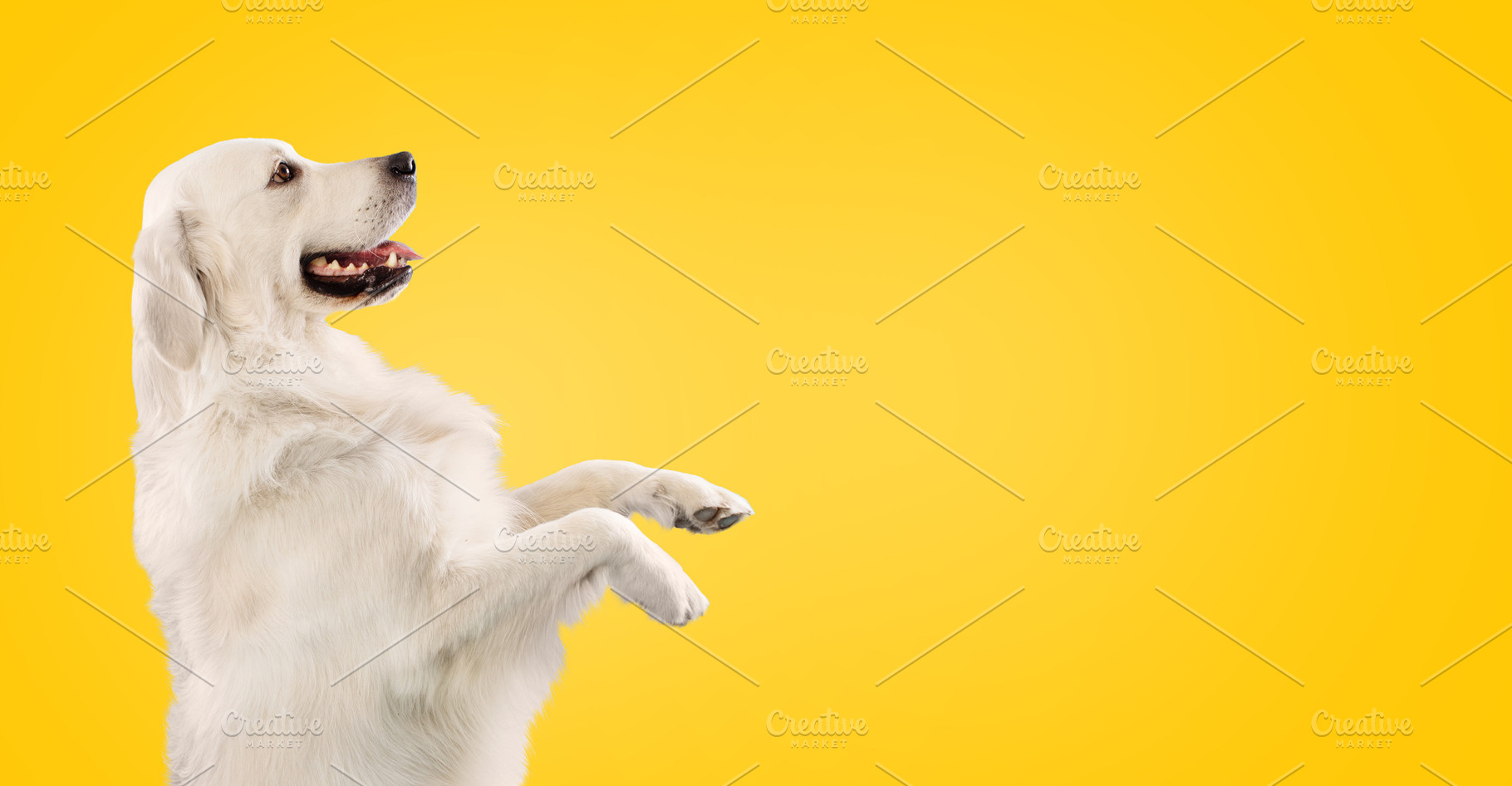 Golden retriever dog sitting on hind legs and begging something, looking at cop, a Photo by Prostock-Studio