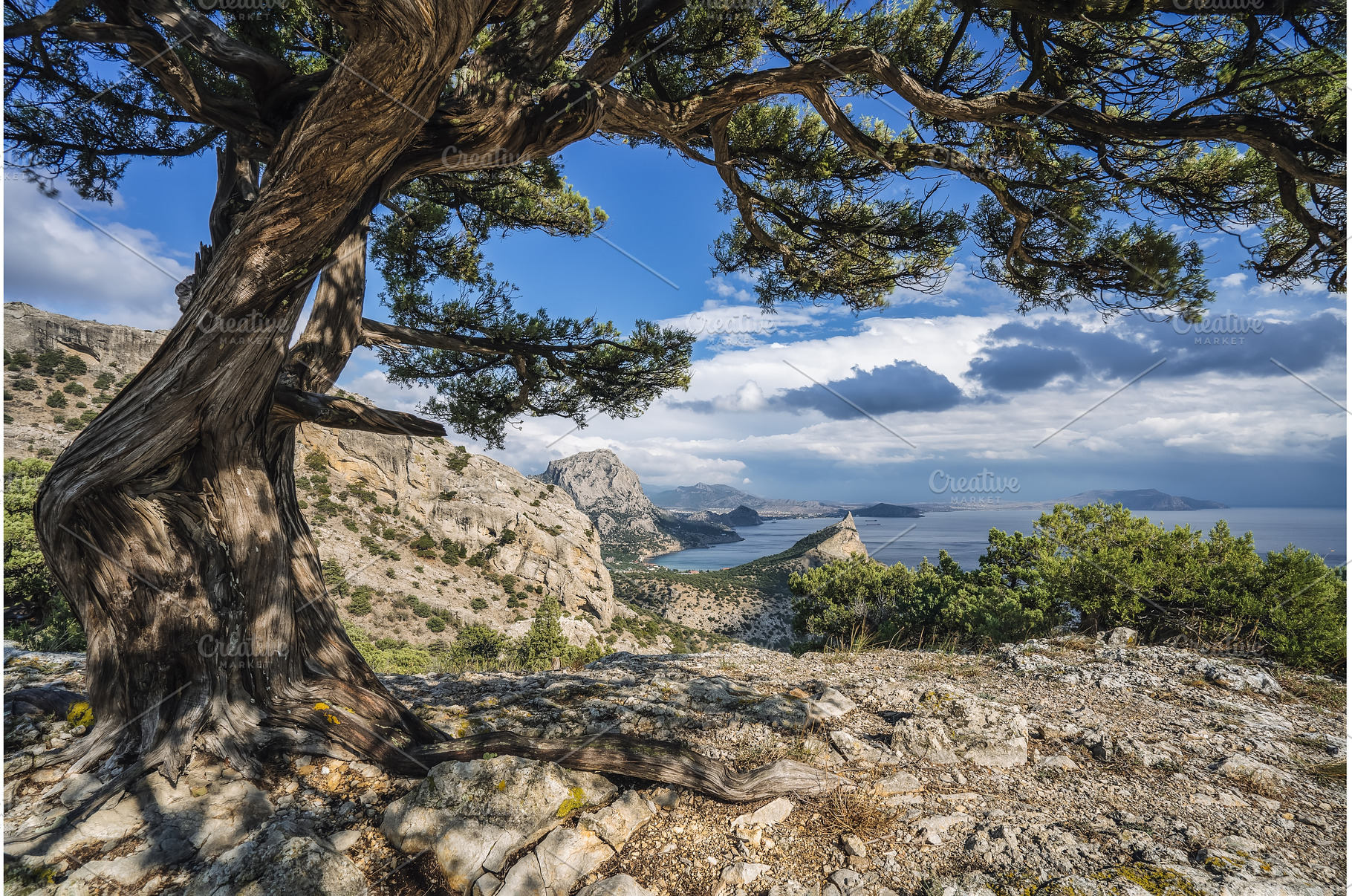 Pine tree and cape Kapchik in, a Nature Photo by Igor Tichonow