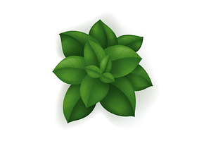 A plant with lush green leaves, an Object Illustration by Things for designers