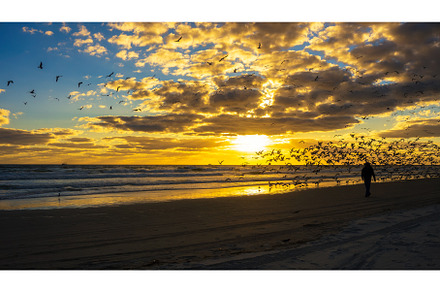 Man walking through a flock of, a Nature Photo by Nick Fox
