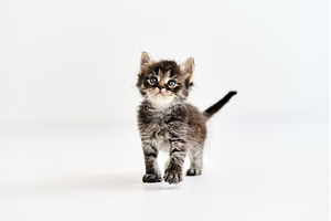 Cute tabby kitten standing on white, an Animal Photo by Gladkov photography