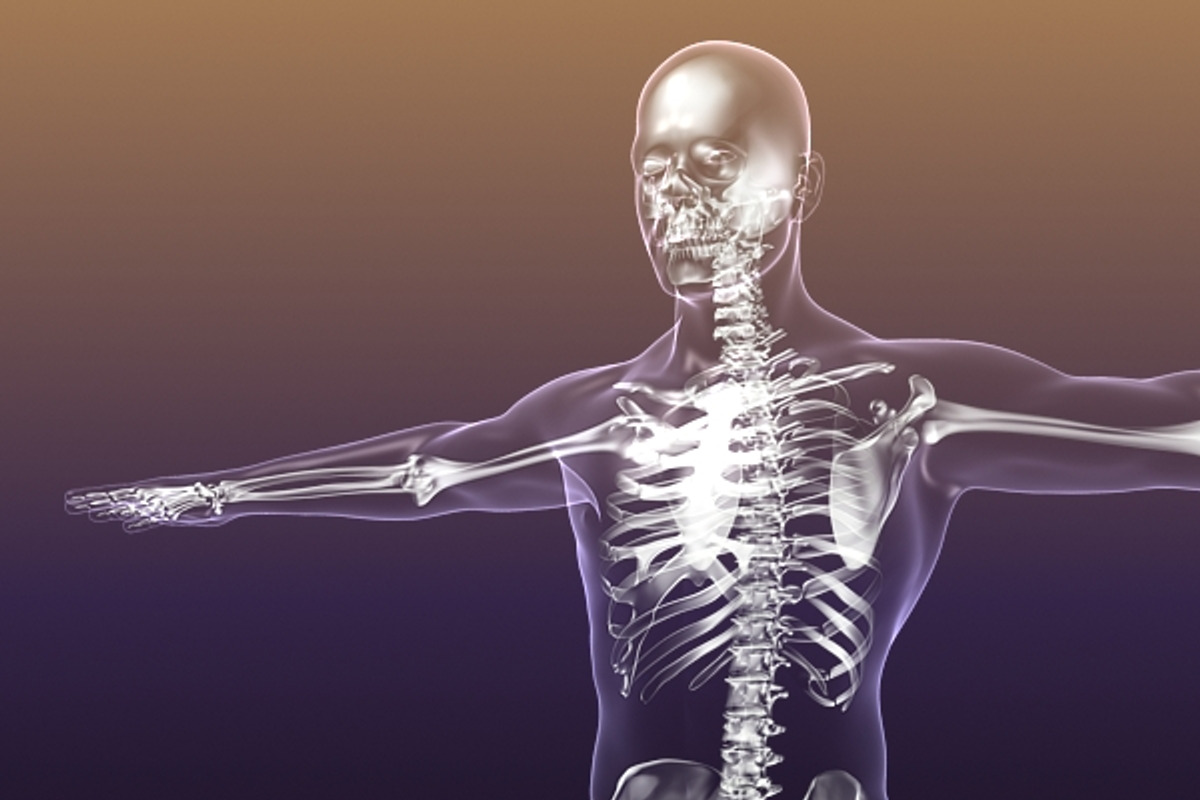 Human Skeleton in Body (X-Ray), a Characters & Person 3D Model by VisualCG (Photo 1 of 8)