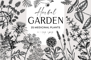 25 Medicinal Herbs Vector Collection, a Healthcare Illustration by Yevheniia