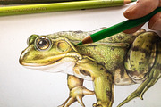 Animal Anatomy Study Pack, an Education Illustration by AnitaPol (Thumbnail 9 of 20)